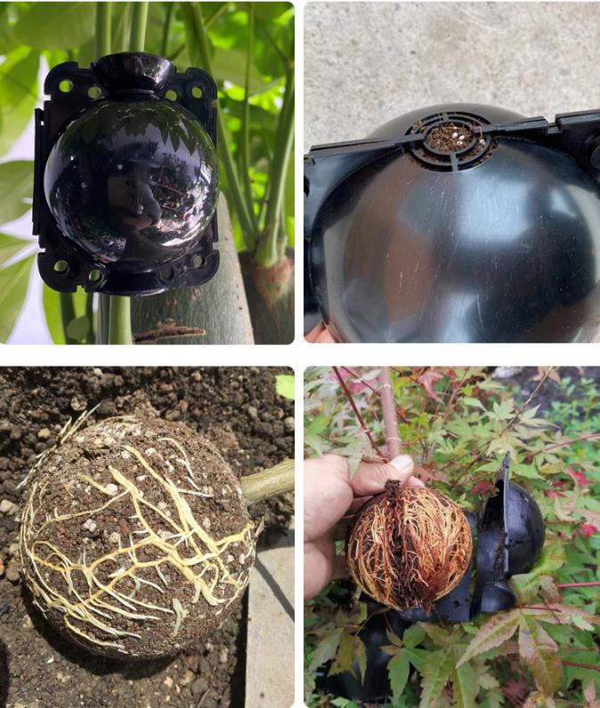 Mountain Rootbox News - Why use plant root growing box