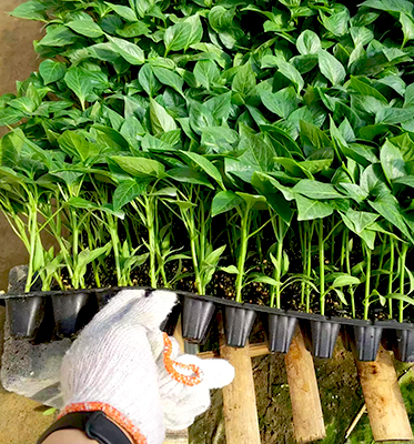 About how to raise seedlings in seed trays