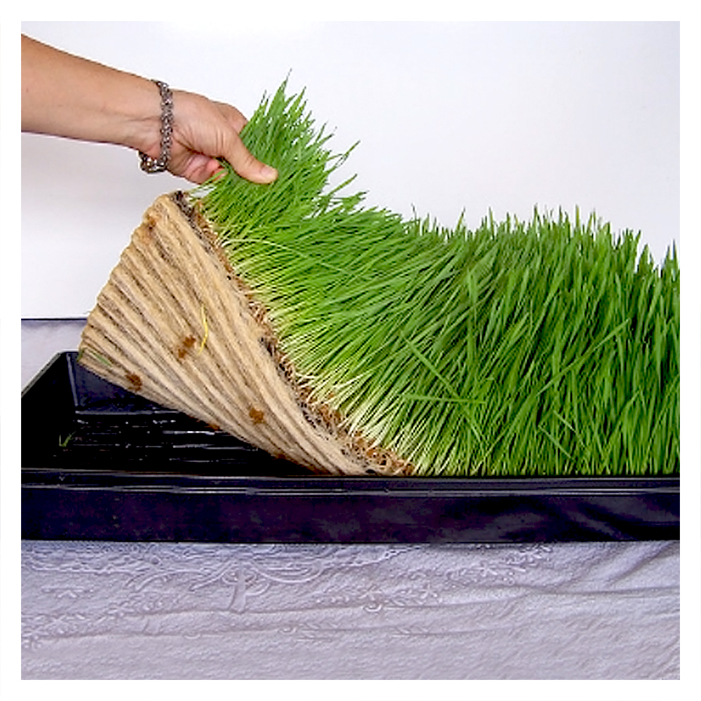 How to grow wheatgrass in a 1020 tray