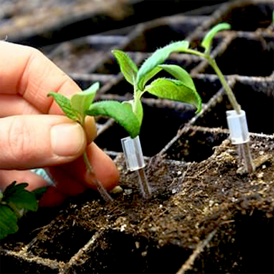 How to Use Silicone Graft Clips for Plant Grafting?