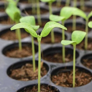 Seed Cell Trays Reusable Propagation Trays