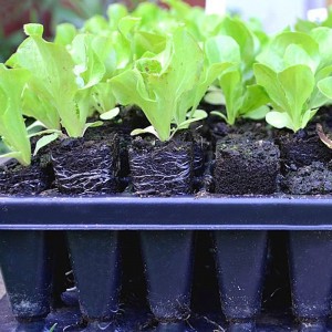 Seed Cell Trays Reusable Propagation Trays