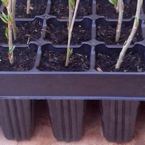 Seed Cell Trays Reusable Propagation Trays