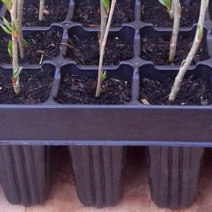 Seed Cell Trays Reusable Propagation Trays