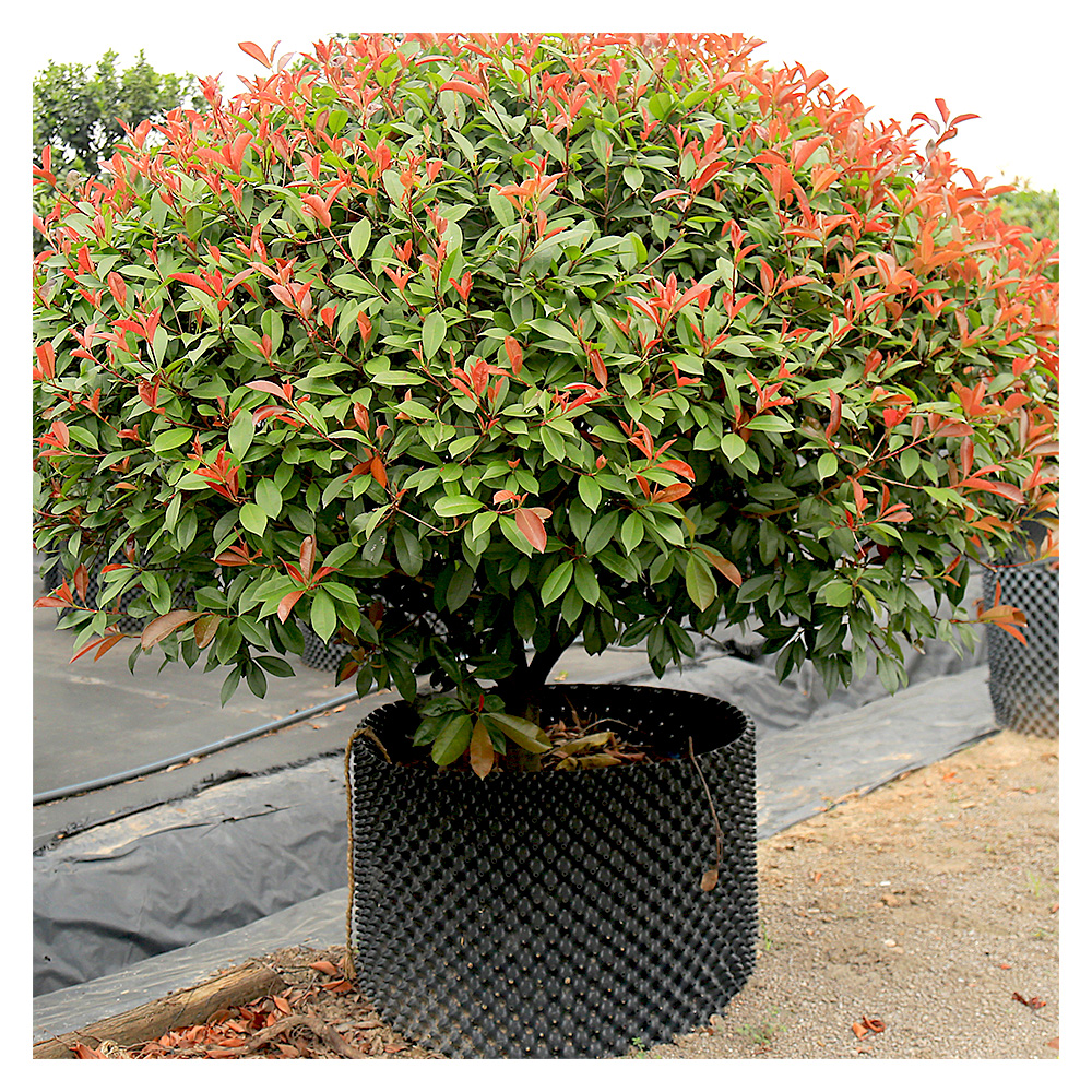 Air root pruning container planting and maintenance points