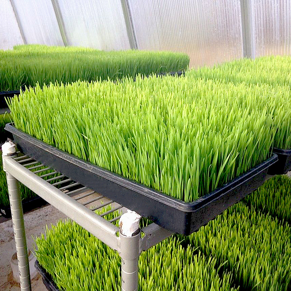 Seed Trays 1020 Plant Germination Tray