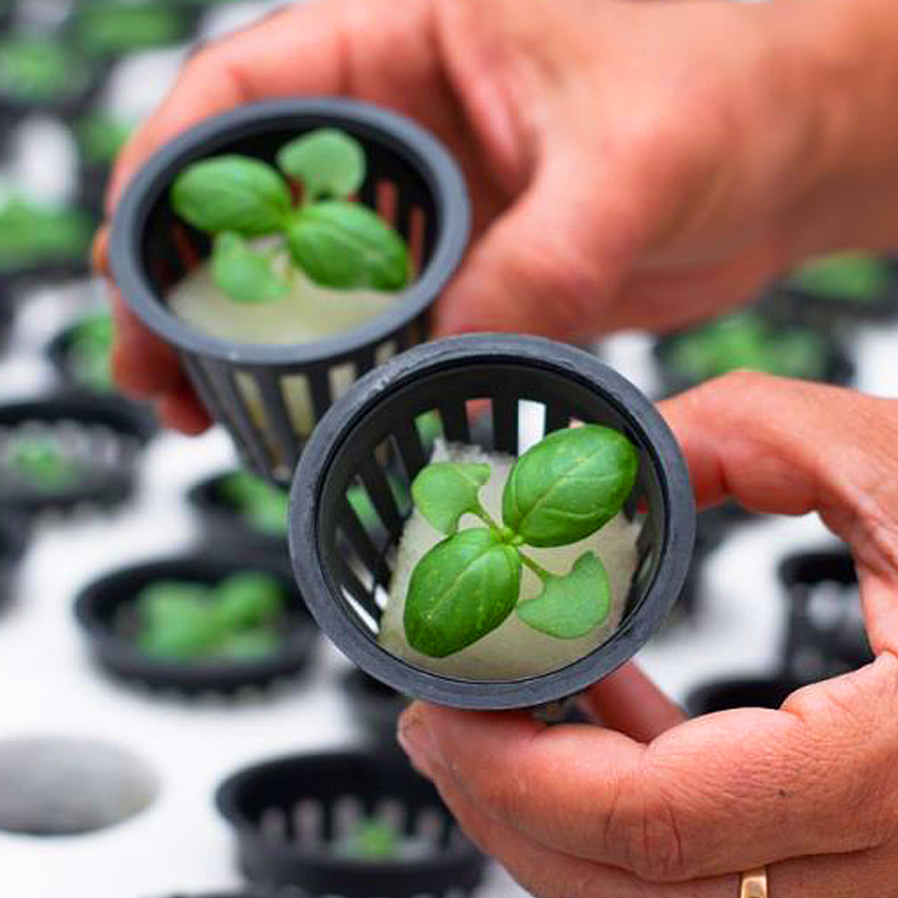 Why Choose Hydroponics to Grow Plants