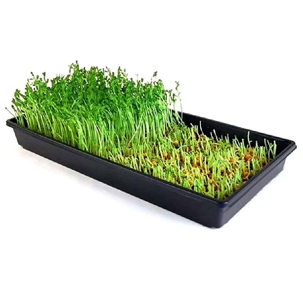 How to hydroponic vegetables