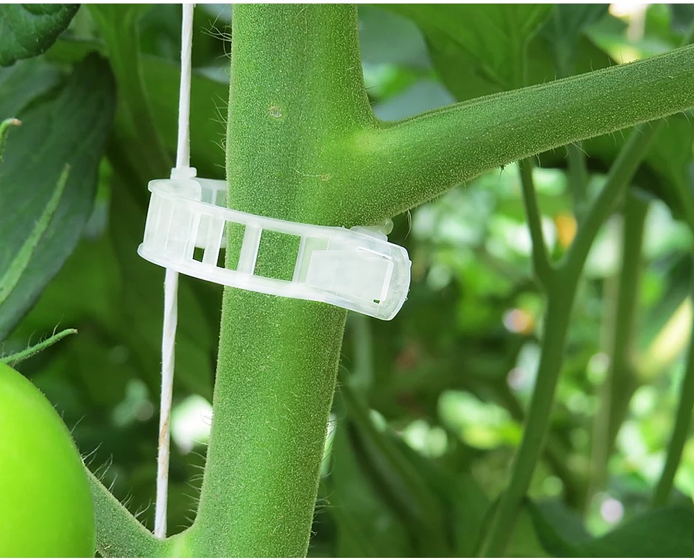 How To Use The Tomato Grafting Clip