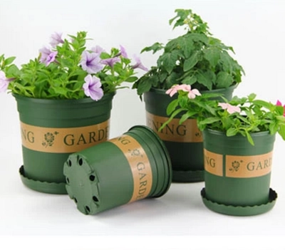 Growing Strawberries in Gallon Pots