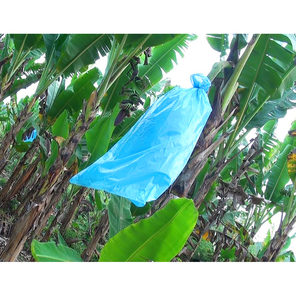 What Are The Benefits of Banana Protection Bags?