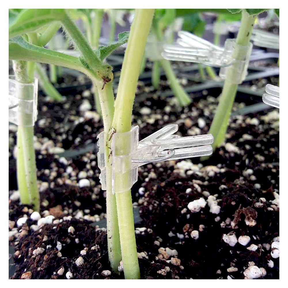 Plastic Grafting Clips