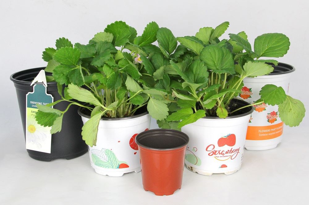 How to grow strawberries in pots?