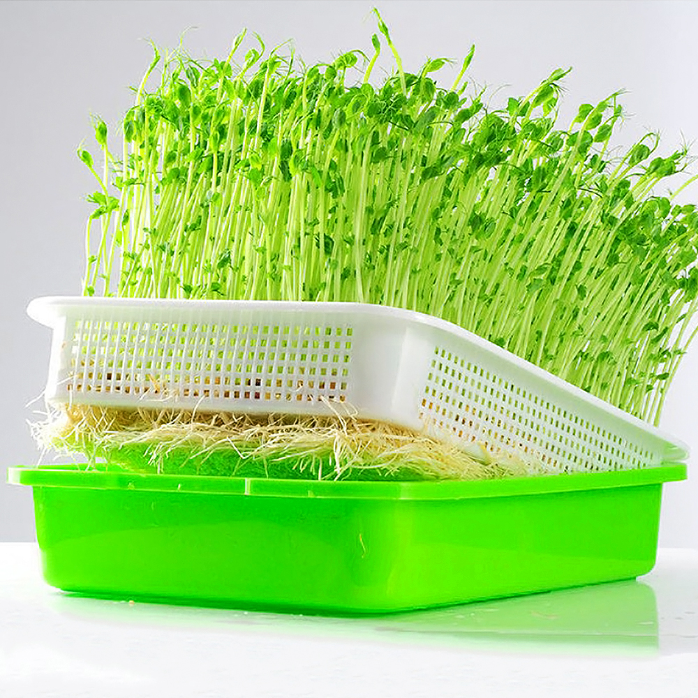 What is seed sprouter tray